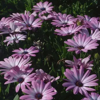 thumbnail for publication: Asteraceae